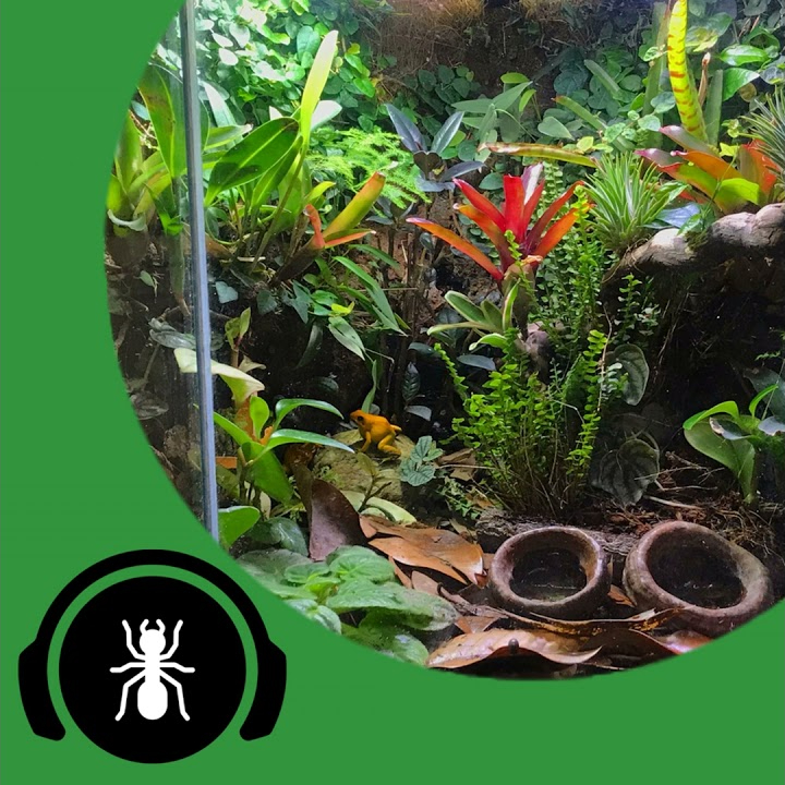 Dream Ant Nest, Setup, Room And House! - The Ant Pod