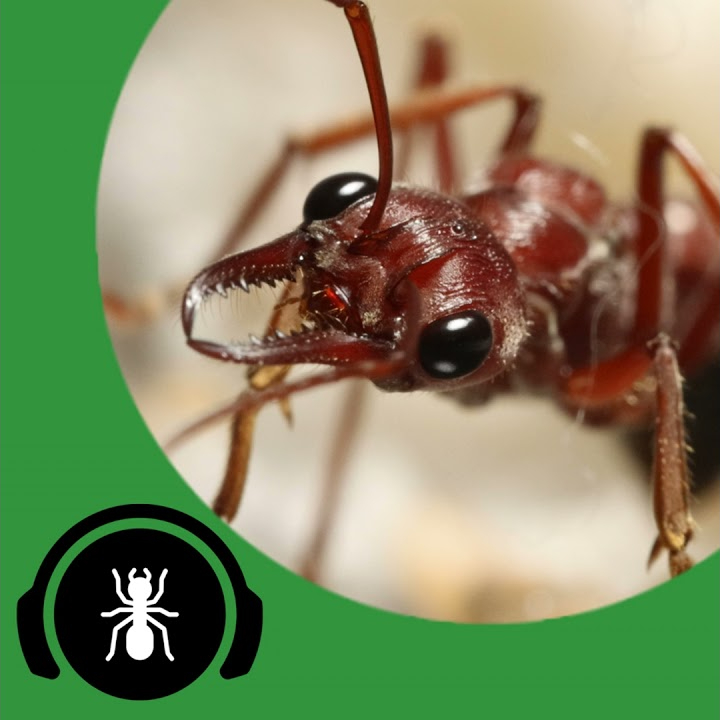 The Return Of TAP! - The Ant Pod