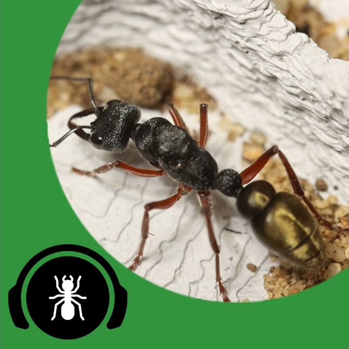Keeping Semi-Claustral Ants - The Ant Pod
