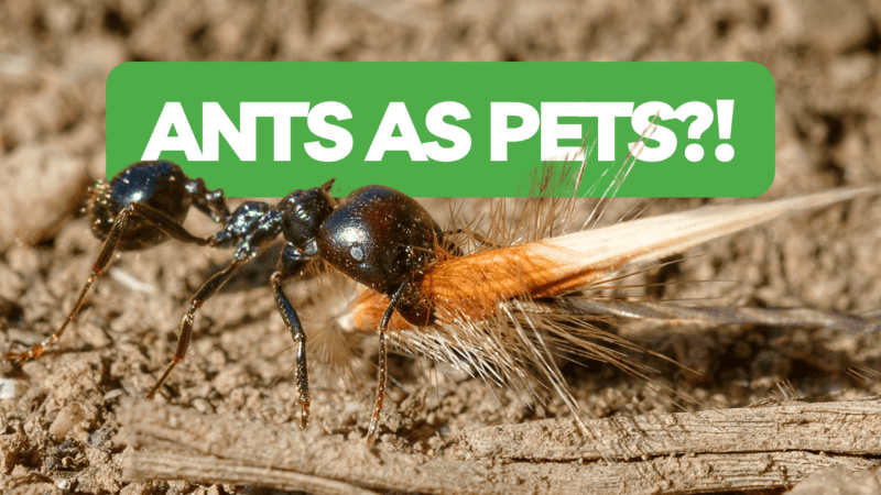 What is Ant Keeping? - Ant Keeping Guide For Beginners